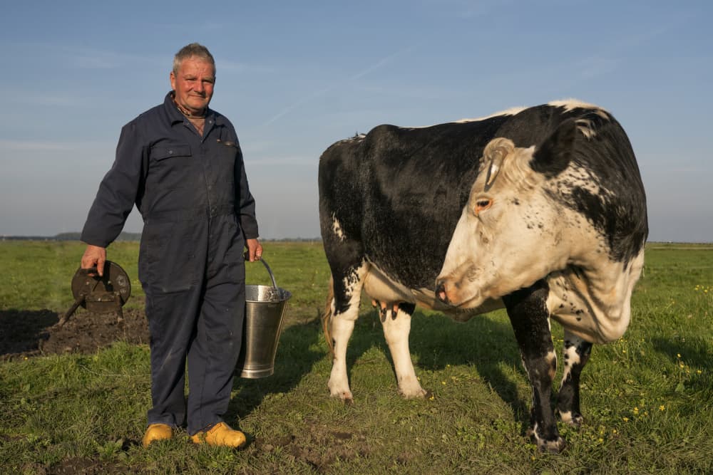 Dutch Farmer and Cow by Gert van den Bosch — canvas wall art