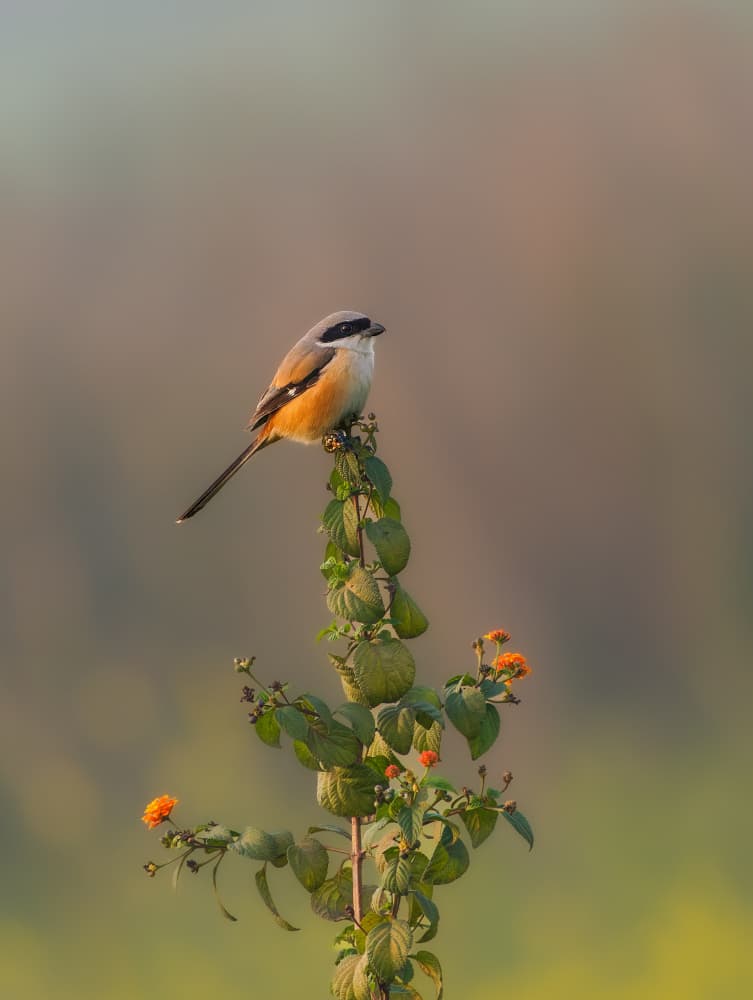 Golden Hour Shrike by Rajat Dhesi — canvas wall art