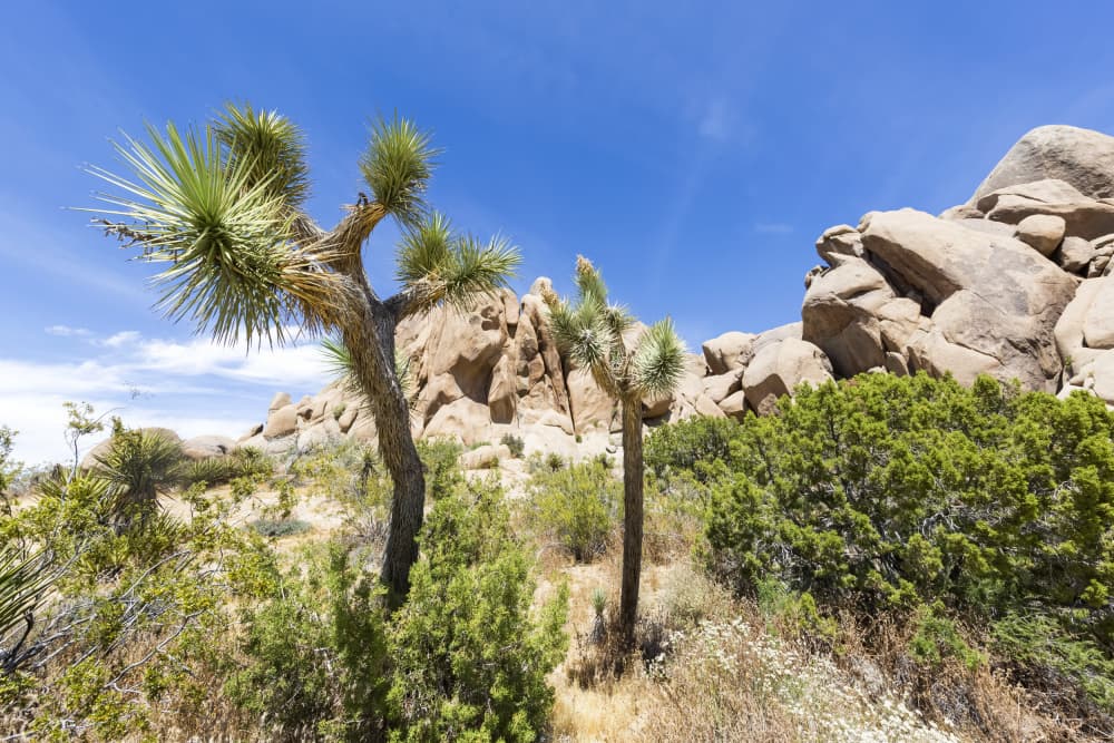 Joshua Trees Desert Landscape by Melanie Viola — canvas wall art