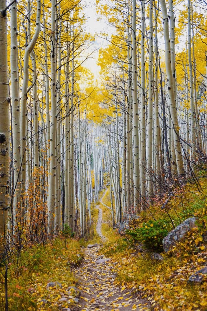 Golden Aspen Path by Del Mundo Imagery — canvas wall art
