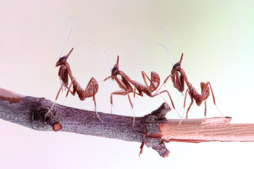 Elegant Mantis Procession by Jimmy Hoffman — canvas wall art