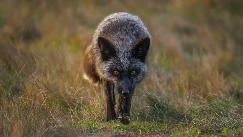 Intense Fox Gaze by Hanping Xiao — canvas wall art