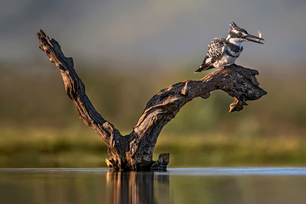 Kingfisher With Fish by Xavier Ortega — canvas wall art