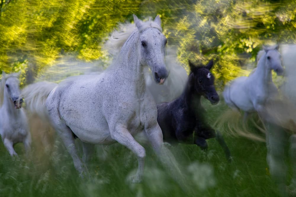 Galloping Horse Family by Milan Malovrh — canvas wall art