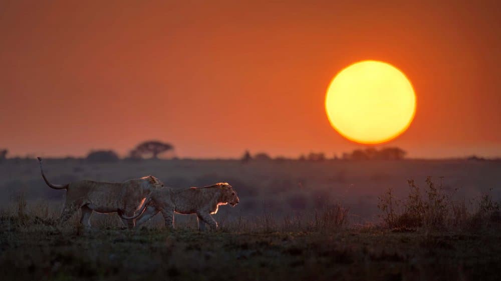Lions At Golden Sunset by Jennifer Lu — canvas wall art