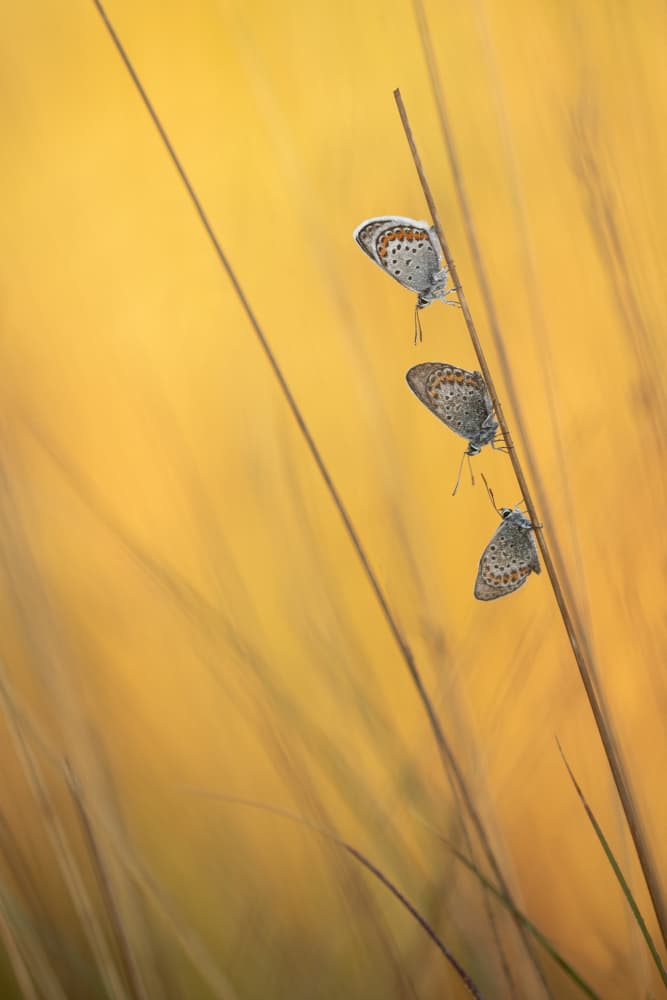 Nature's Golden Trio by Daan de Vos — canvas wall art
