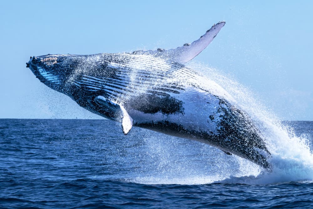 Humpback Whale Breaching by Serge Melesan — canvas wall art