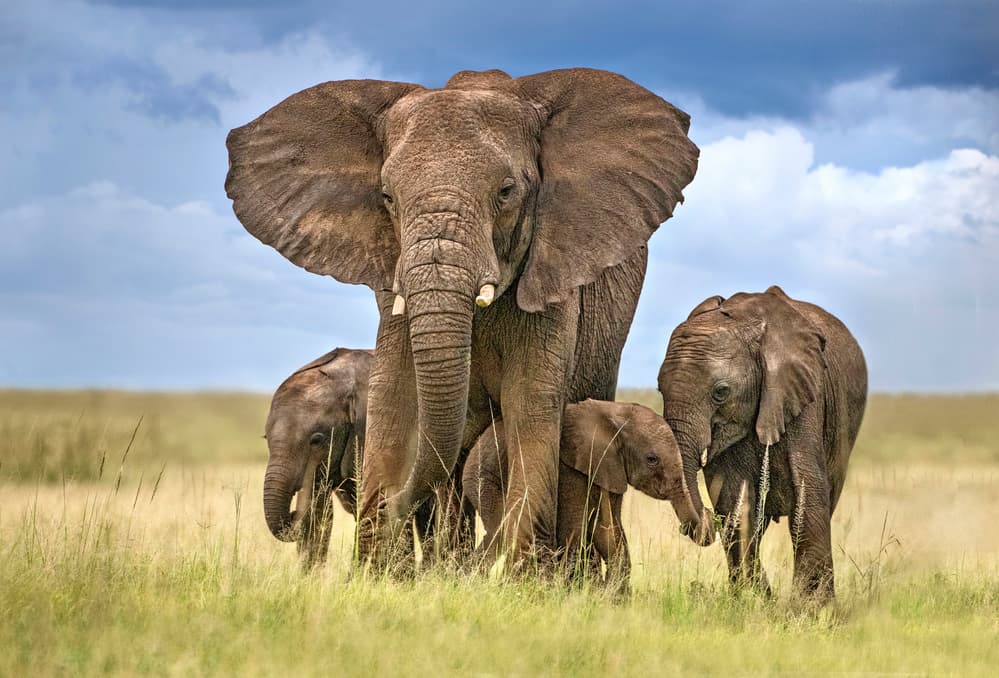 Mother Elephant and Calves by Xavier Ortega — canvas wall art