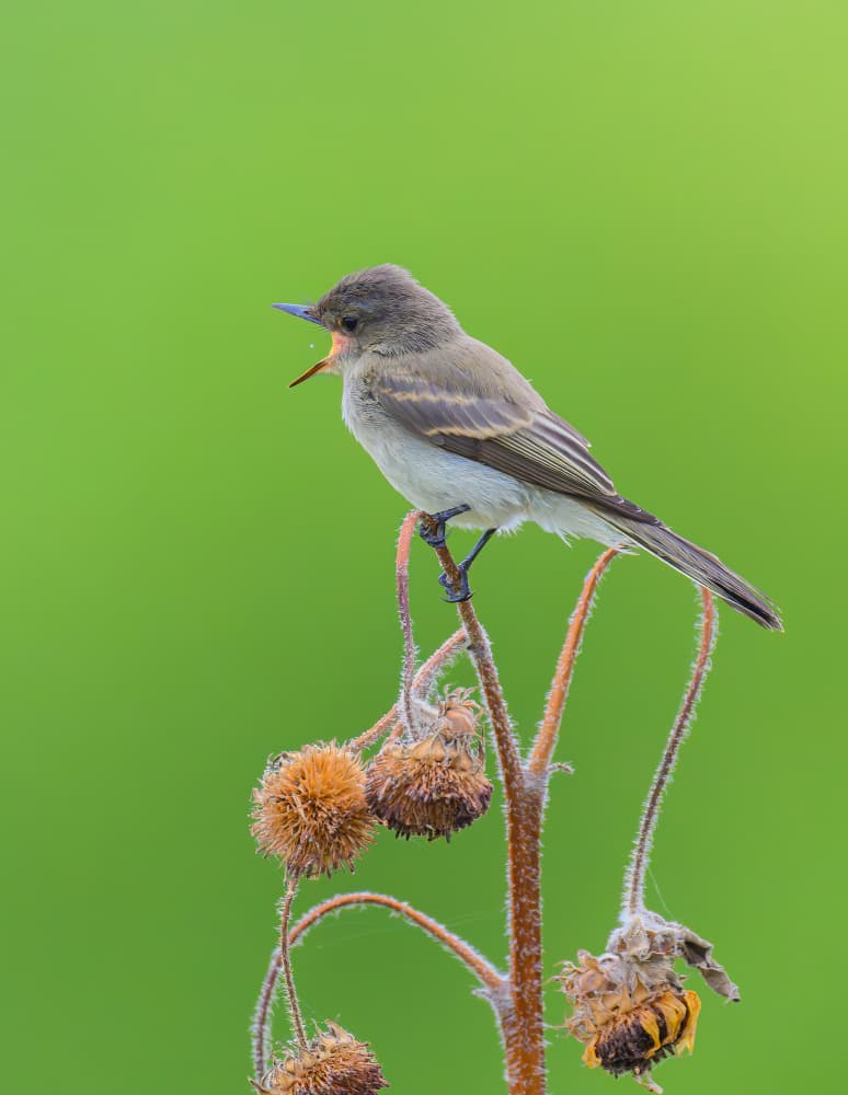 Tiny Bird's Green Song by Mike He — canvas wall art