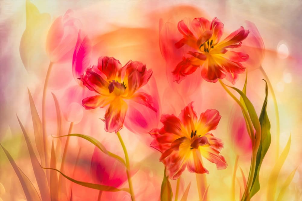 Vibrant Tulip Glow by Hilda van der Lee — canvas wall art
