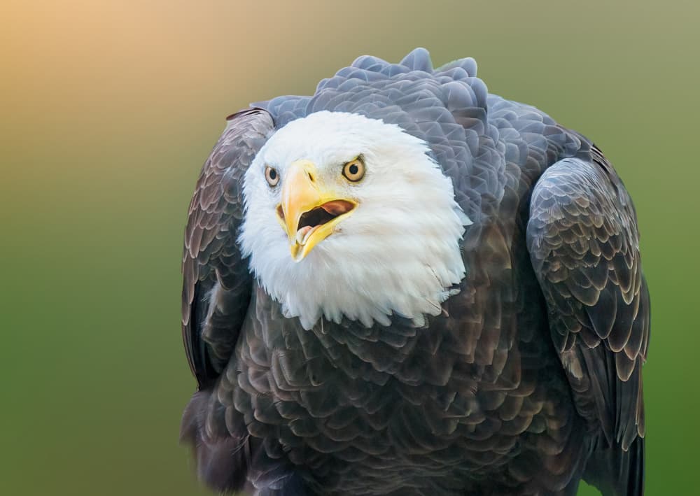 Intense Bald Eagle by Ling Lu — canvas wall art