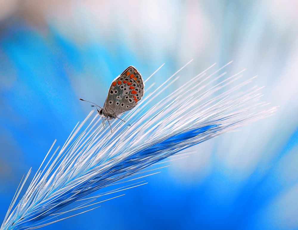 Delicate Butterfly on Blue by Thierry Dufour — canvas wall art