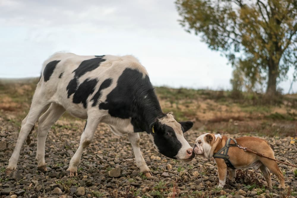 Sweet Animal Friendship by Gert van den Bosch — canvas wall art