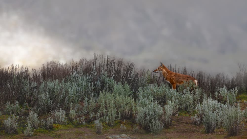 Maned Wolf In Mist by Roberto Marchegiani — canvas wall art