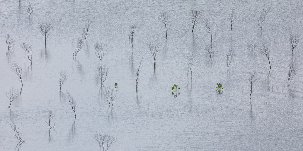 Ethereal Bare Trees by Gunarto Song — canvas wall art