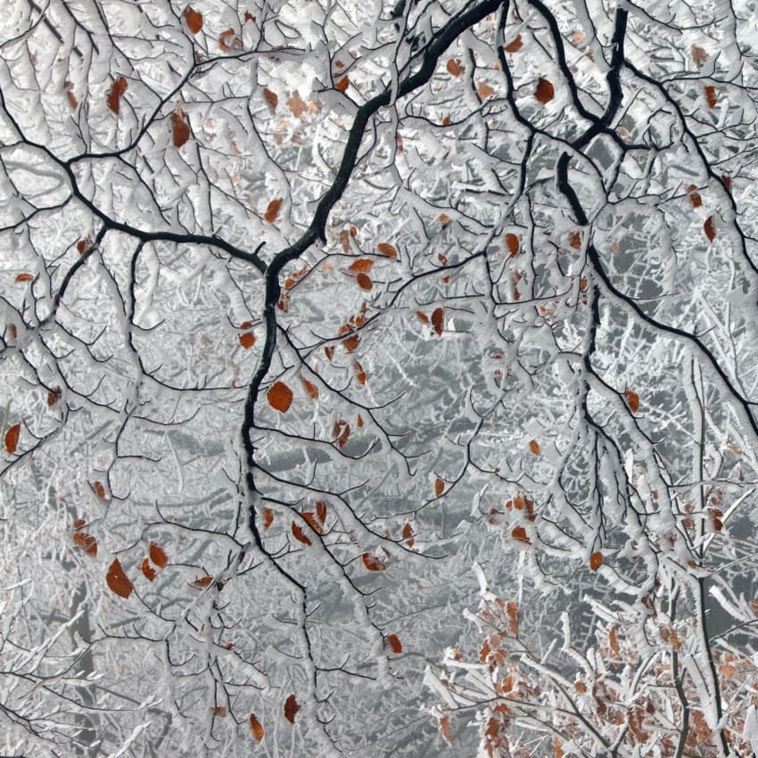 Winter Orange Leaves by Martin Rak — canvas wall art
