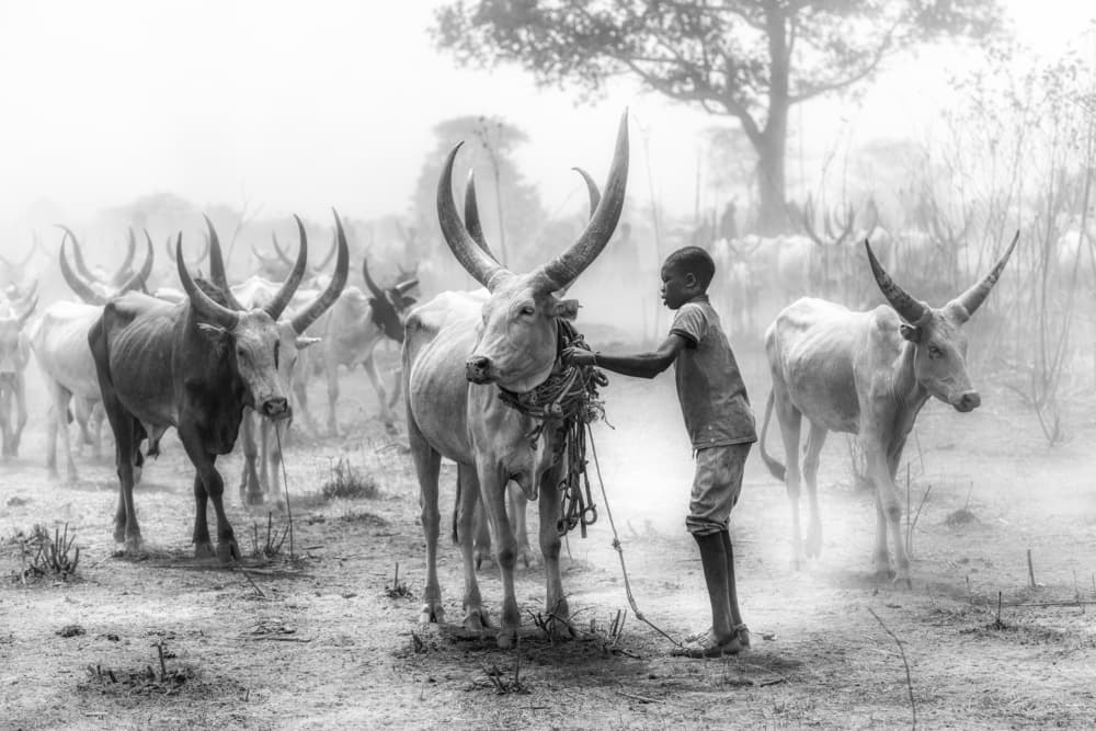 African Boy Watusi Cattle by Trevor Cole — canvas wall art