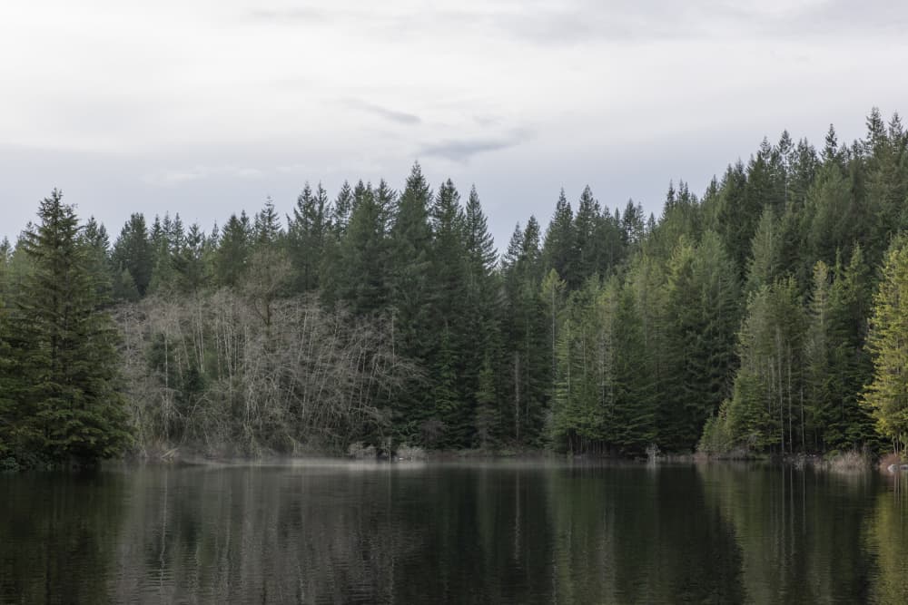 Tranquil Forest Lake by Lynann Colligan — canvas wall art