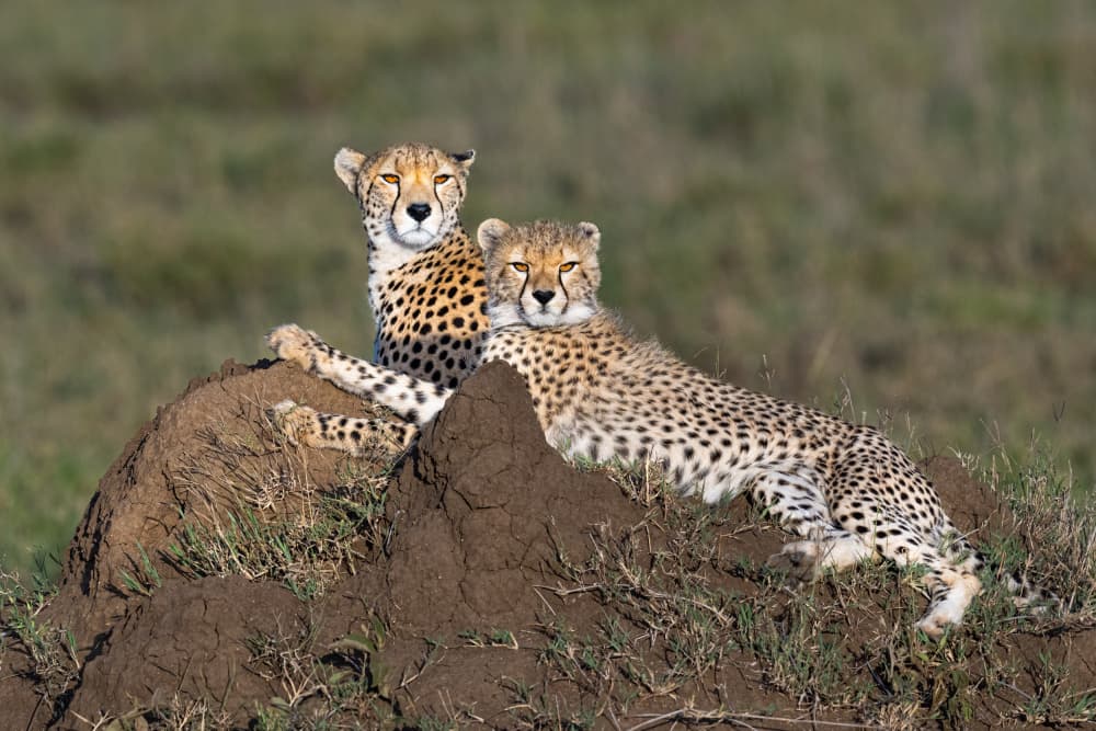 African Cheetah Family by Jeffrey C. Sink — canvas wall art