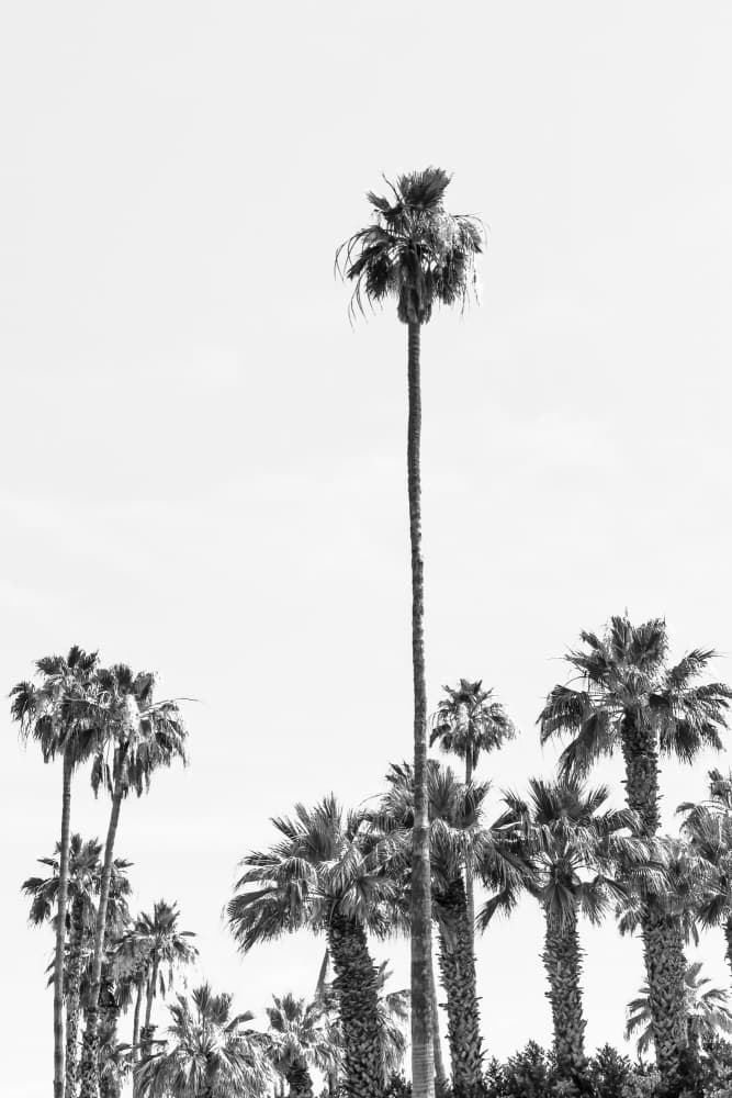 California Palm Trees by Melanie Viola — canvas wall art