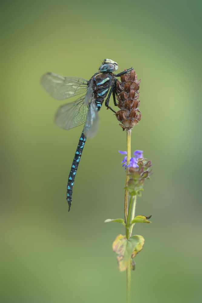 Blue Dragonfly Perched by Fabrizio Daminelli — canvas wall art
