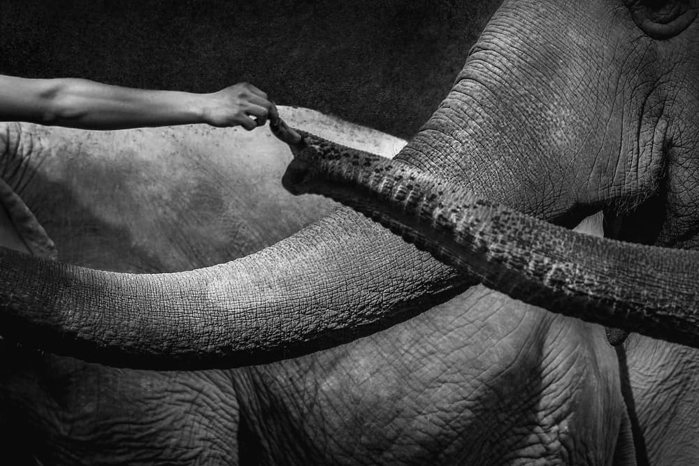 Touching by Ekkachai Khemkum — canvas wall art