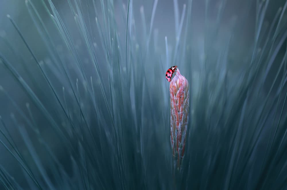 Gentle Ladybug Bloom by Edy Pamungkas — canvas wall art