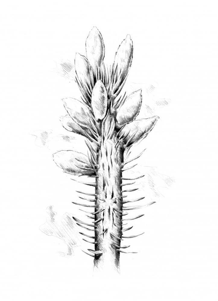 Spiky Botanical Drawing by Kulik — canvas wall art