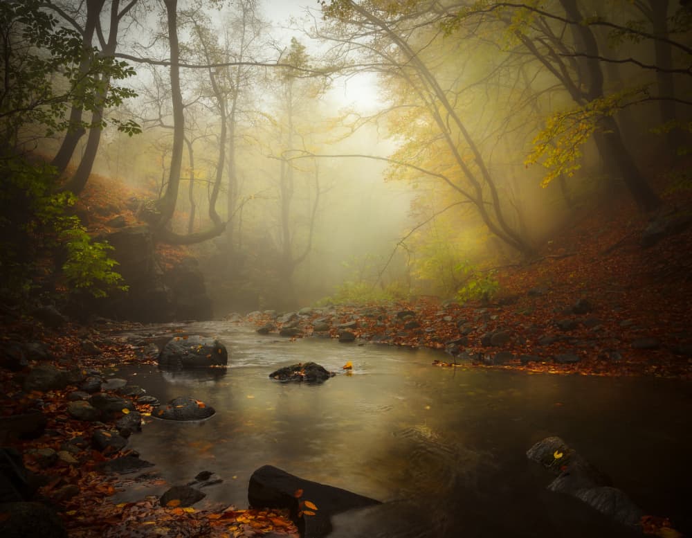 Misty Autumn Forest by Alexander Alexandrov — canvas wall art