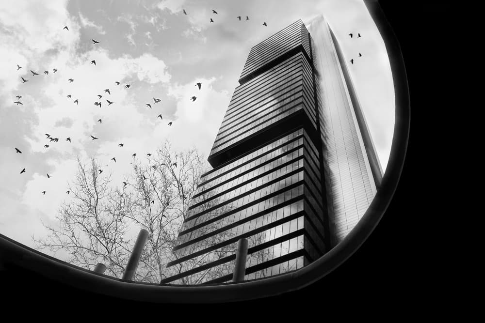 Modern City Birds by Elena Arjona — canvas wall art