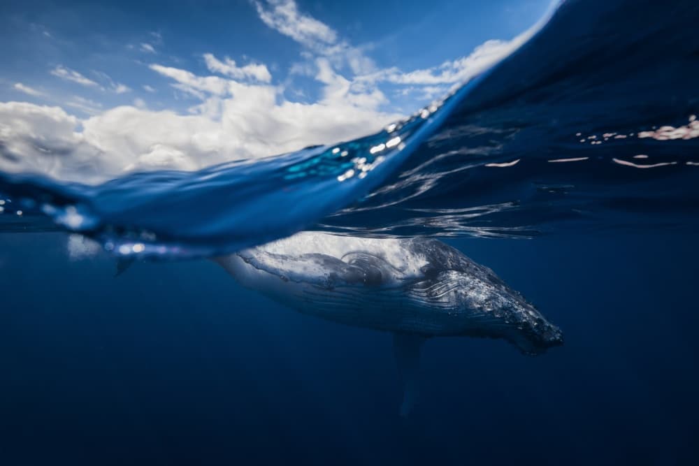 Humpback Whale Ocean View by Barathieu Gabriel — canvas wall art