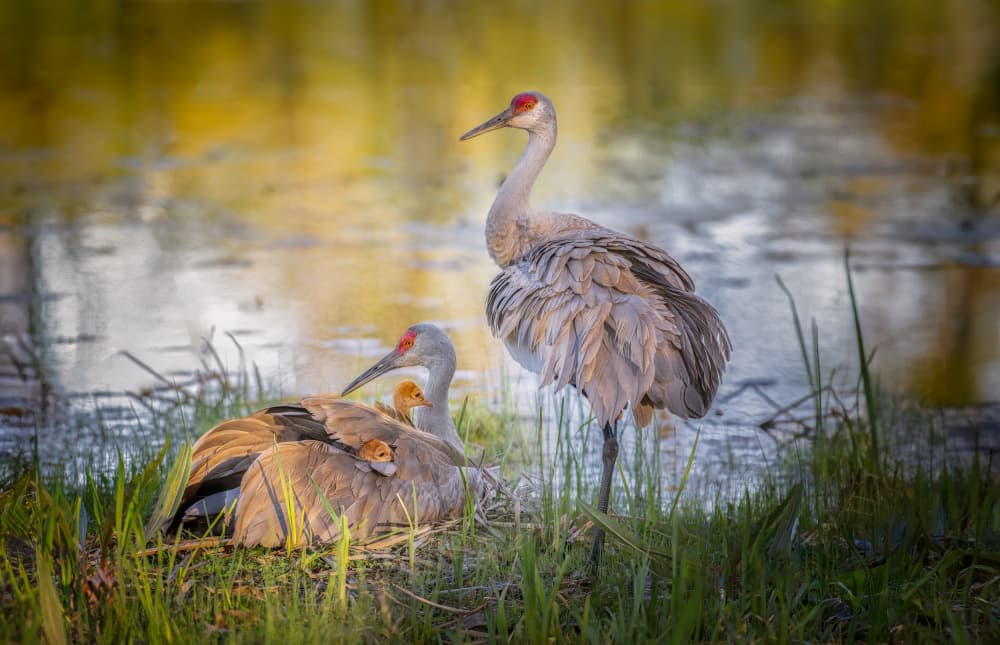 Sandhill Crane Family by Larry Deng APA — canvas wall art