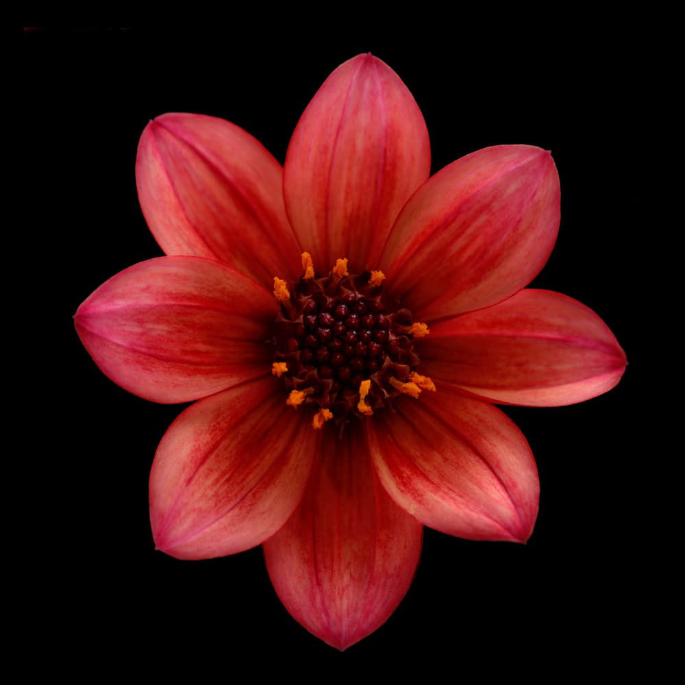 Deep Red Dahlia by Lotte Grønkjær — canvas wall art
