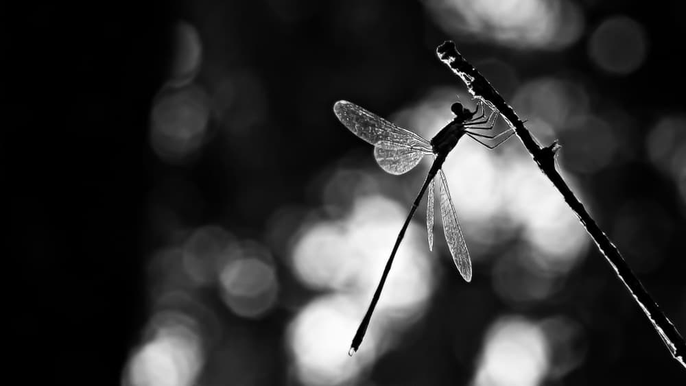 Luminous Damselfly Wings by Rui Ribeiro — canvas wall art