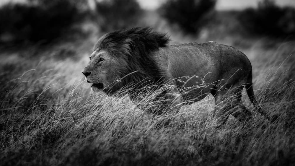 Lion in Tall Grass by Mohammed Alnaser — canvas wall art