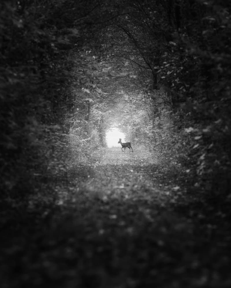 Forest Path Light Deer by Thomas de Franzoni — canvas wall art