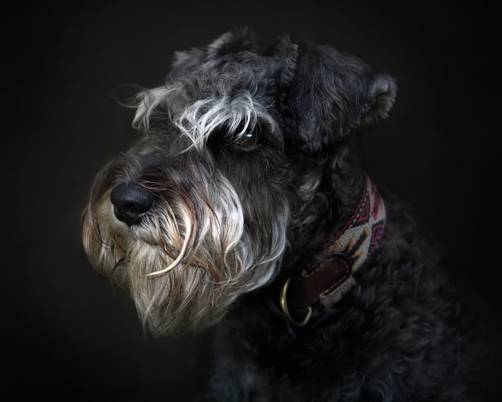 Expressive Schnauzer Portrait by Santiago Pascual Buye — canvas wall art