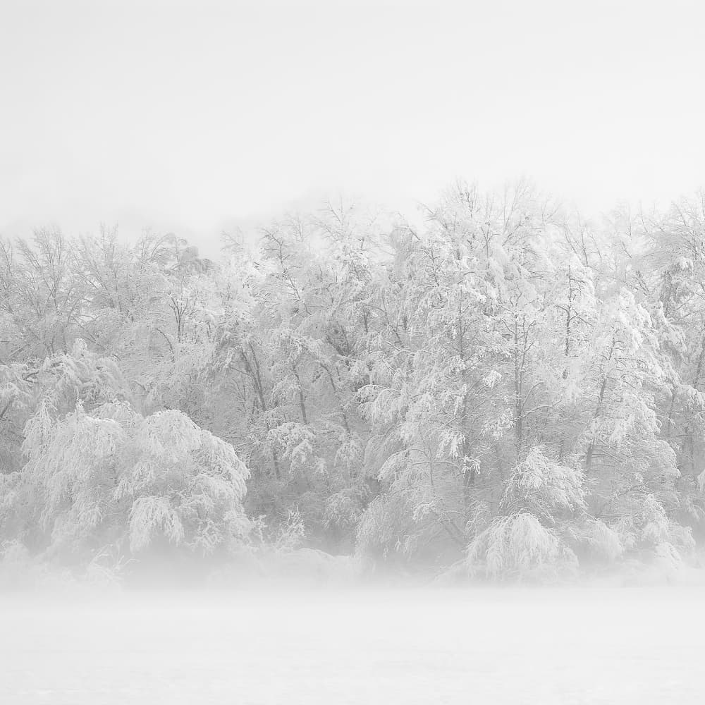 Silent Winter Woods by Uschi Hermann — canvas wall art