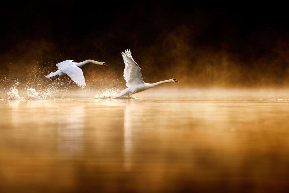 Golden Swans Take Flight by Marco Redaelli — canvas wall art