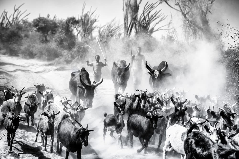 Dusty African Livestock by Marco Tagliarino — canvas wall art