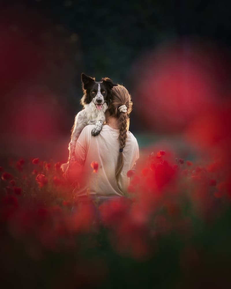 Poppy Field Companions by Pali Gerec — canvas wall art