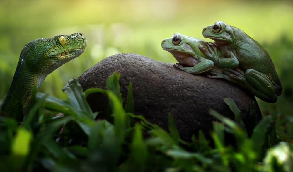 Green Snake Watches Frogs by Fahmi Bhs — canvas wall art