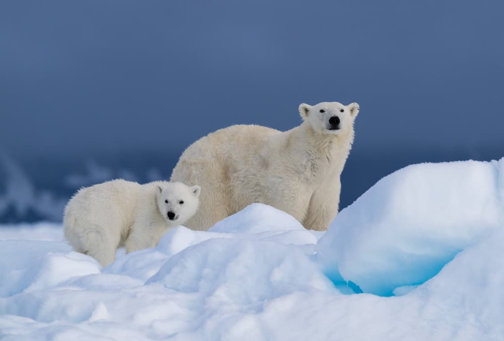 Arctic Mother and Cub by Manish Nagpal — canvas wall art