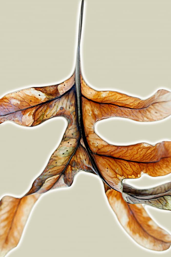 Golden Autumn Leaf by Saskia Mensink — canvas wall art