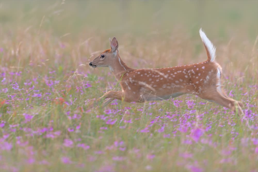 Running Fawn in Flowers by Nick Kalathas — canvas wall art