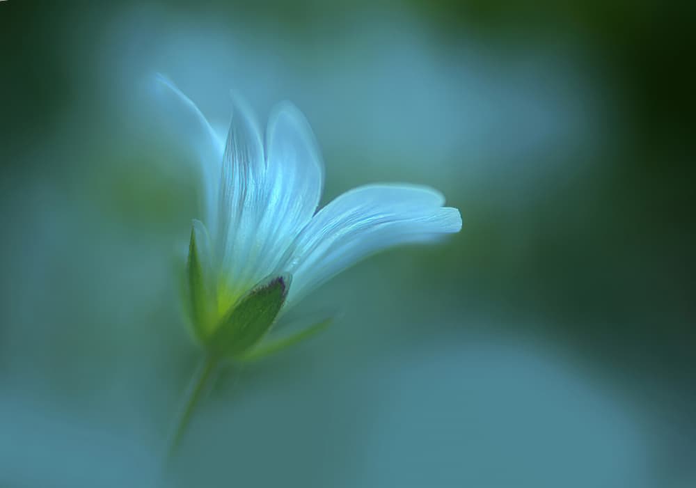 Delicate White Bloom by Ylva Sjögren — canvas wall art