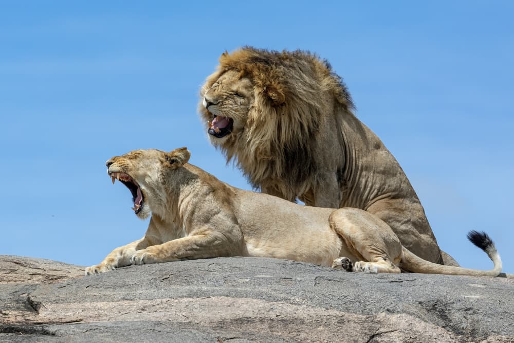 African Lion Couple Roaring by Alessandro Catta — canvas wall art