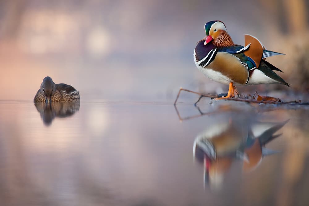 Mandarin Ducks Reflection by Robert Adamec — canvas wall art
