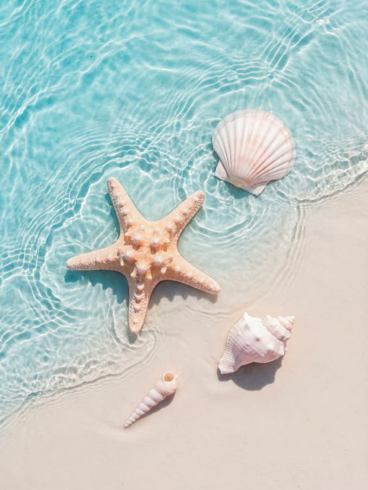 Starfish Seashells Shoreline by Andreas Magnusson — canvas wall art