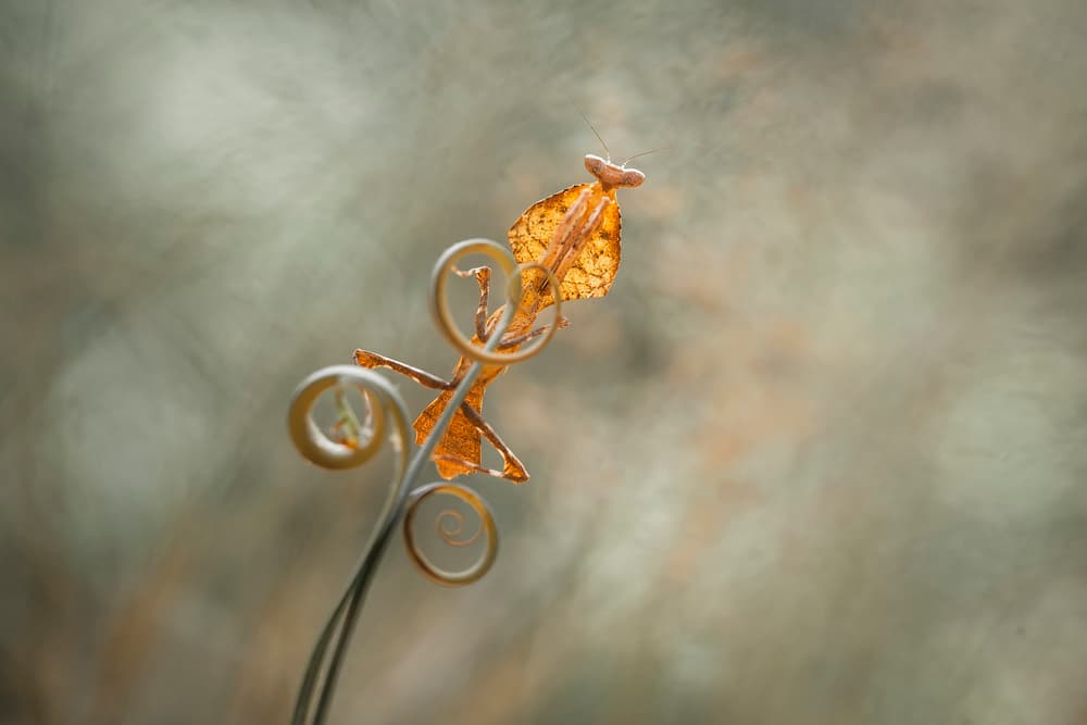 Orange Leaf Mantis by Abdul Gapur Dayak — canvas wall art